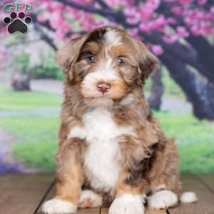 coco, Mini Bernedoodle Puppy